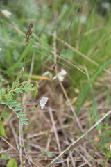 Astragalus guttatus