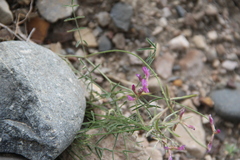 Astragalus subuliformis