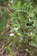 Astragalus guttatus
