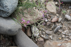 Astragalus subuliformis