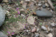 Astragalus subuliformis