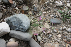 Astragalus subuliformis