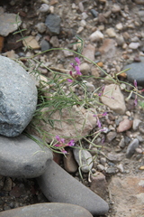 Astragalus subuliformis