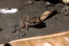 Eleutherodactylus planirostris