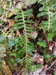 Polypodium × mantoniae