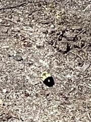 Bombus impatiens