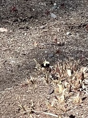 Bombus impatiens