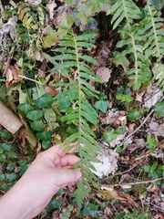 Polypodium × mantoniae