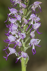 Orchis simia simia