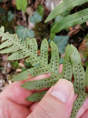 Polypodium × mantoniae