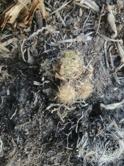 Mammillaria rettigiana