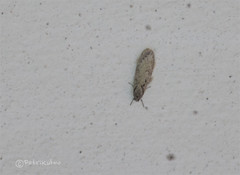 Semioscopis avellanella
