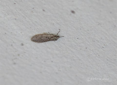 Semioscopis avellanella