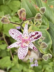 Tricyrtis formosana