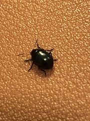 Leptinotarsa haldemani