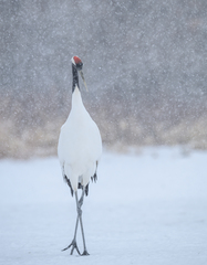 Grus japonensis