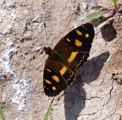 Telenassa berenice