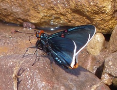 Phocides polybius phanias
