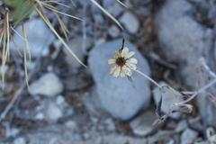 Sanvitalia fruticosa