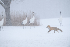 Vulpes vulpes schrencki