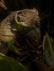 Iguana iguana