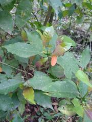 Psychotria laciniata