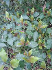 Psychotria laciniata