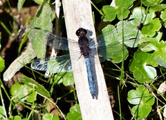 Erythrodiplax connata