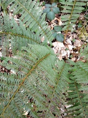 Polystichum × bicknellii
