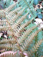 Polystichum × bicknellii