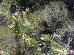 Leucadendron arcuatum