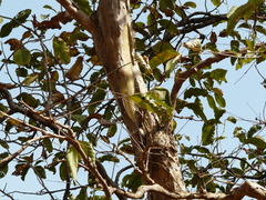 Lagerstroemia microcarpa