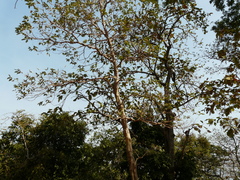 Lagerstroemia microcarpa