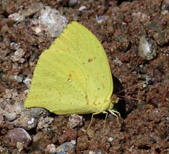 Phoebis neocypris rurina