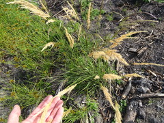 Capeochloa cincta cincta