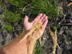 Capeochloa cincta cincta