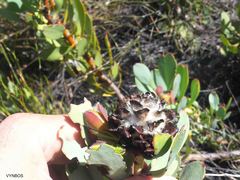 Leucadendron arcuatum