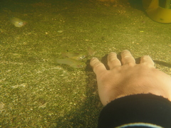 Poecilia orri