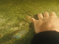 Poecilia orri