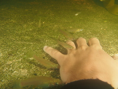 Poecilia orri