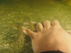 Poecilia orri