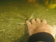 Poecilia orri