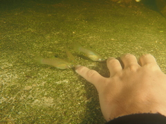 Poecilia orri