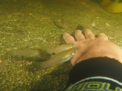 Poecilia orri