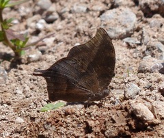 Memphis moruus morpheus