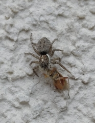 Menemerus semilimbatus