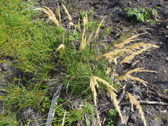 Capeochloa cincta cincta