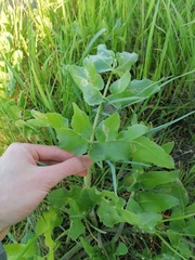 Opopanax chironium