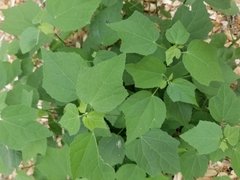 Pavonia lasiopetala
