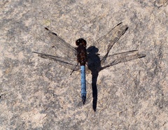 Erythrodiplax connata